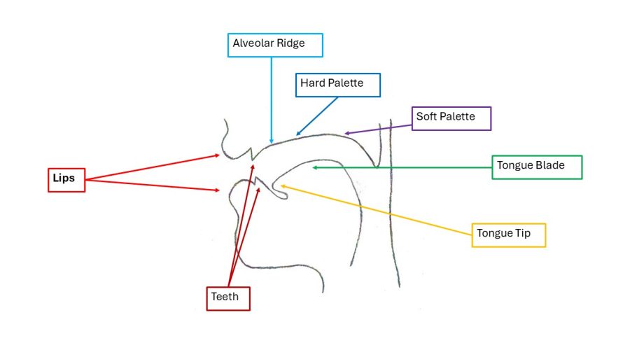 Tract of Articulation